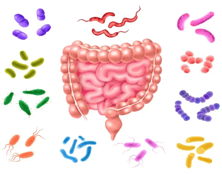 small-intestinal-bacterial-overgrowth