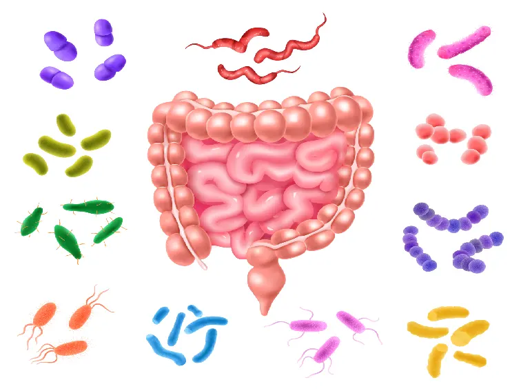small-intestinal-bacterial-overgrowth